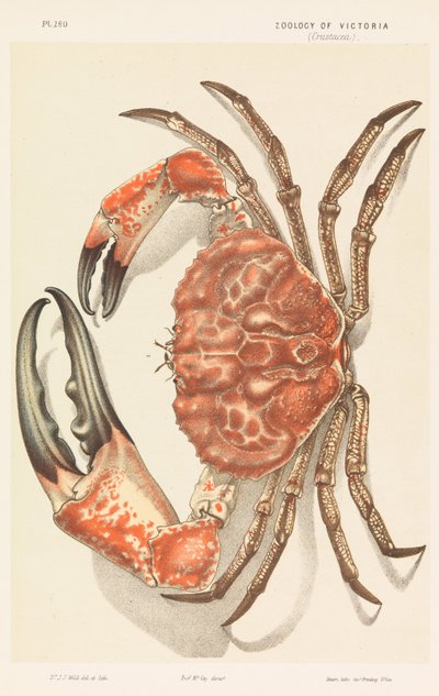 السلطعون التسماني العملاق ، الزائفة الجيجا بواسطة جون جيمس وايلد